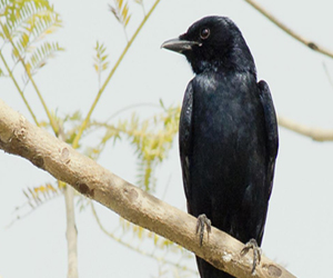 Хар доронго 